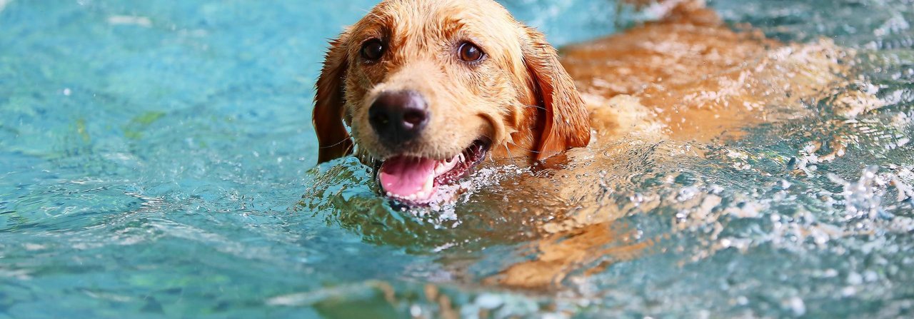 Retriever bringen alles mit, um gute Schwimmer zu sein.