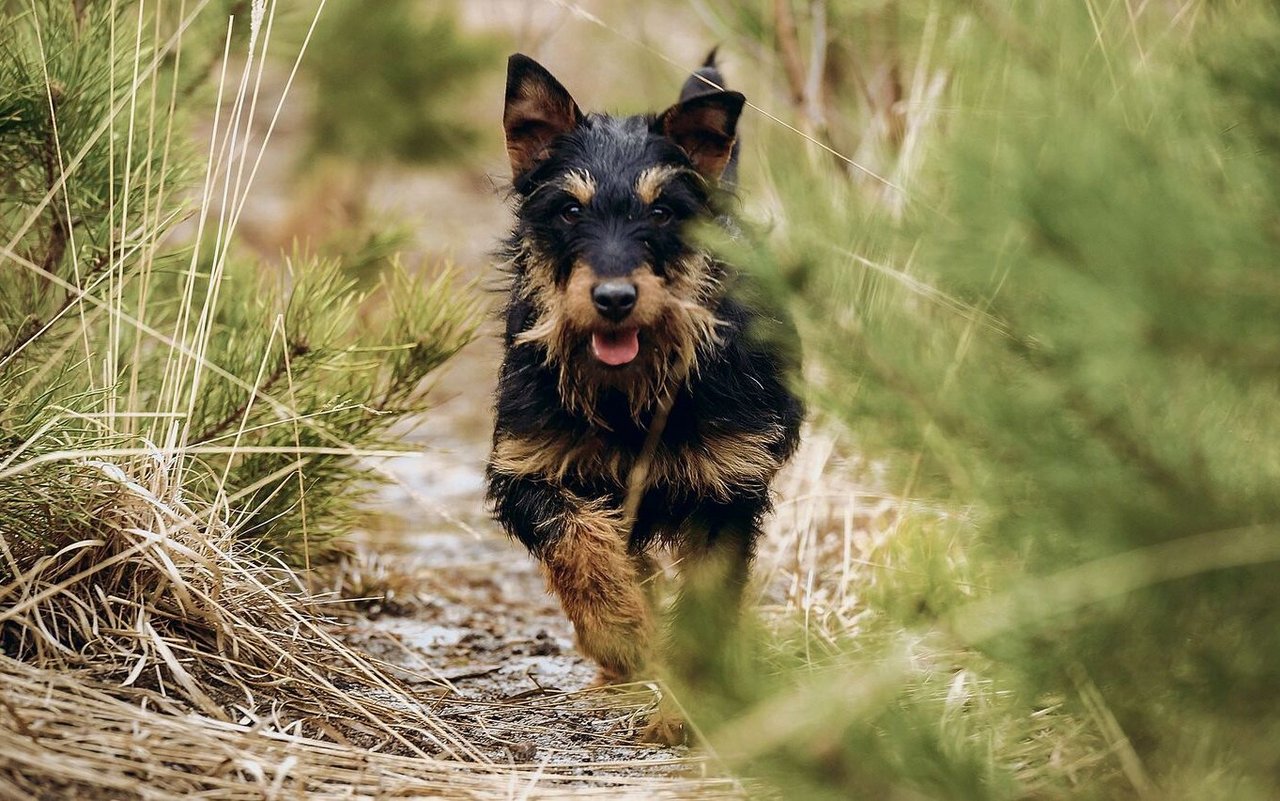 Der Jagdterrier ist in Deutschland vor gut 100 Jahren aus dem Foxterrier herausgezüchtet worden.