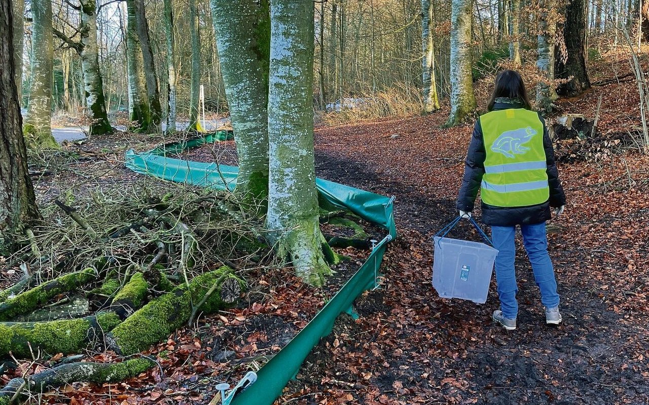 Cornelia Müller und ihr Team betreuen einen 700 Meter langen Amphibienzaun. 