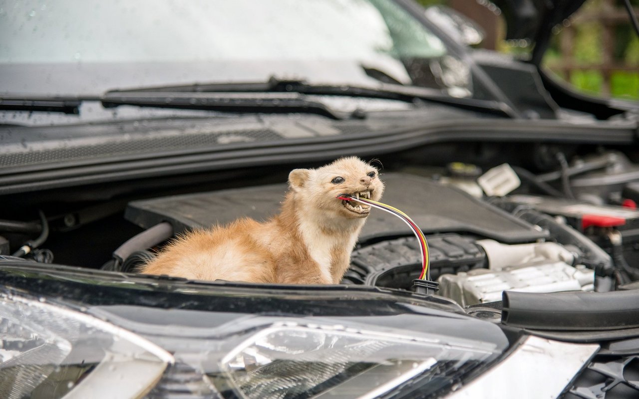 Marder wollen keine Düfte von Konkurrenten im Auto haben. 