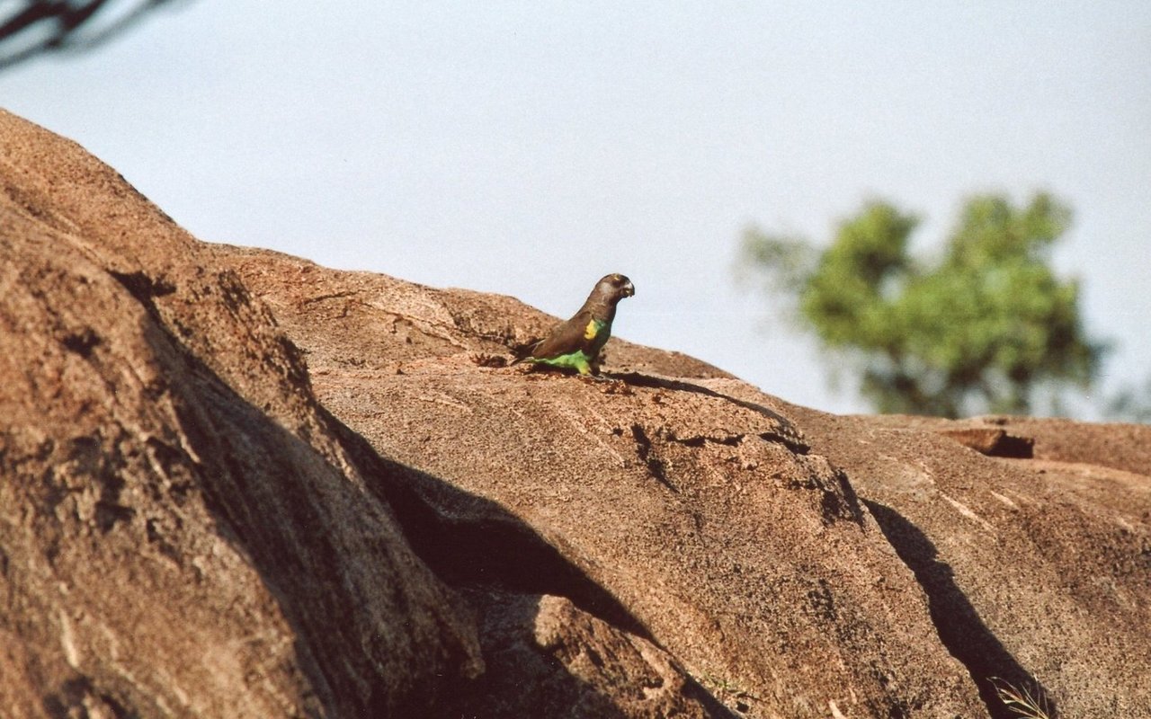 Ein Meyerspapagei frisst unverdaute Samen aus Paviankot, der auf einem Granitfelsen in der Savanne der Serengeti in Tansania liegen blieb. 