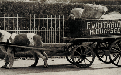 2) Auch die Vorfahren von Bernhardiner wurden zum Ziehen von kleinen Wagen gebracht.