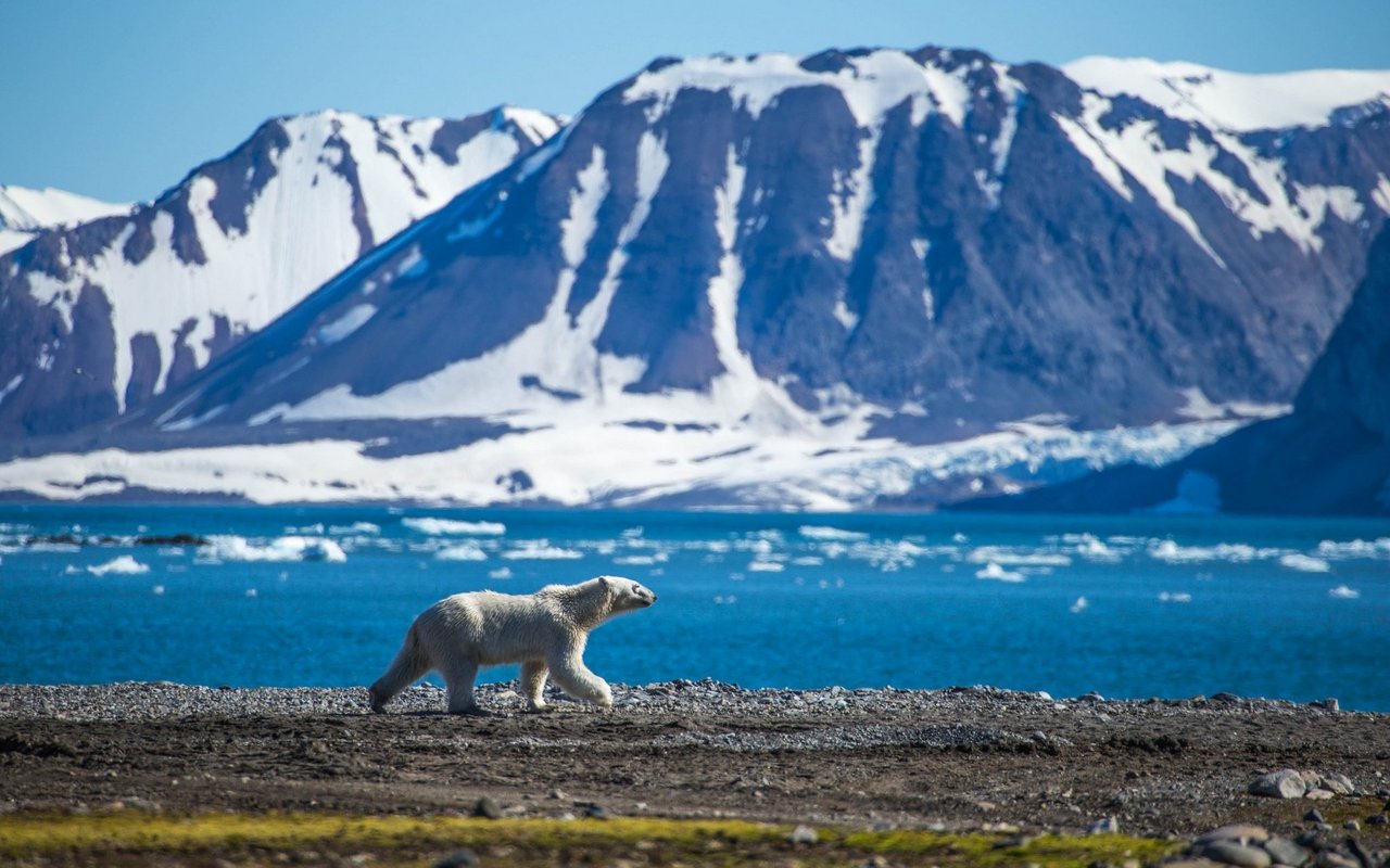 Das ohnehin belastete arktische Ökosystem leidet unter angeschwemmtem Müll aus fernen Ländern.