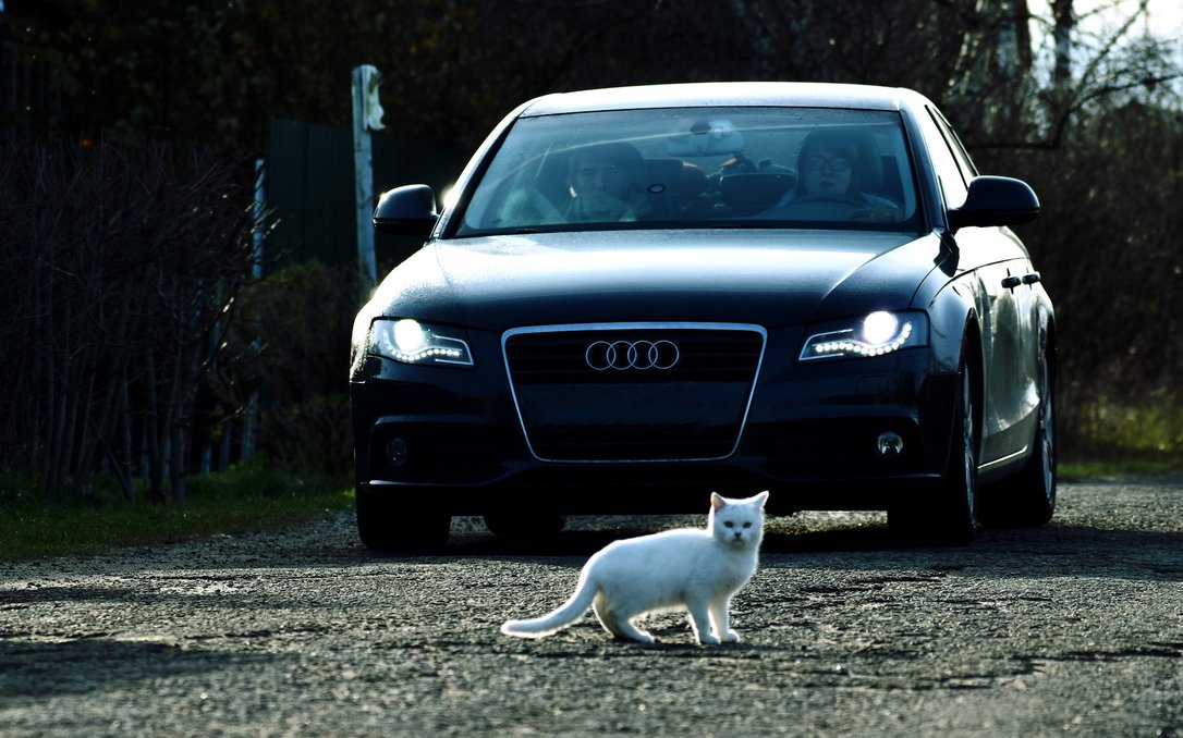 Katzen können unvermittelt auf die Strasse rennen. Fahren Sie vor allem in Wohnquartieren vorausschauend. 