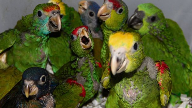 In der Vogelzucht, hier junge Amazonen und Rotsteisspapageien, ist man auf ein ausgeglichenes Geschlechterverhältnis angewiesen. 