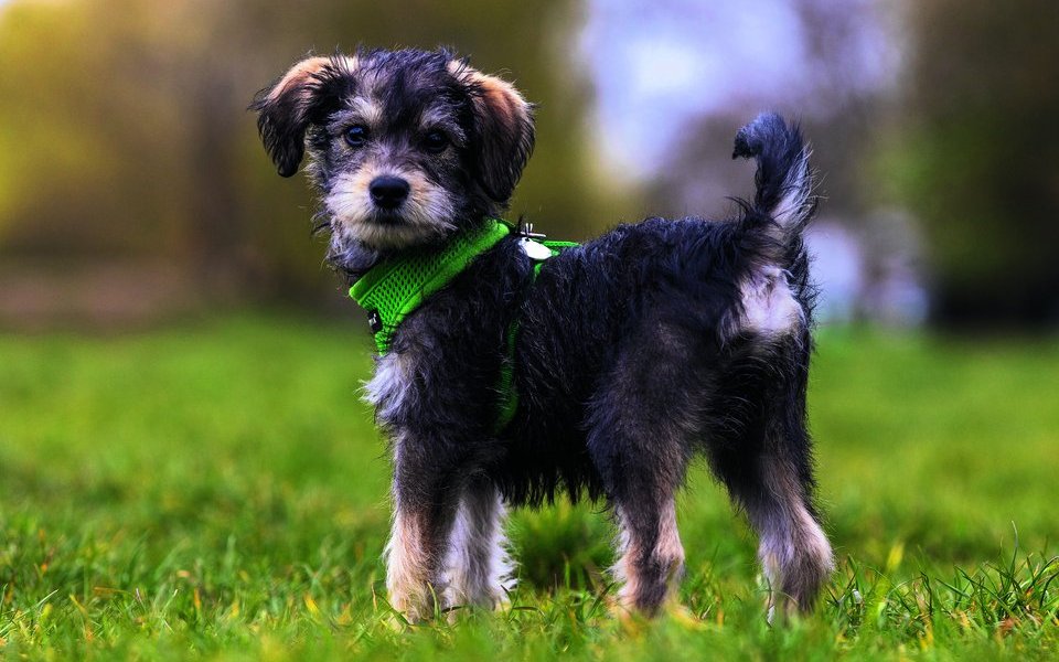 Der Schnoodle ergibt sich aus Pudel und Schnauzer.