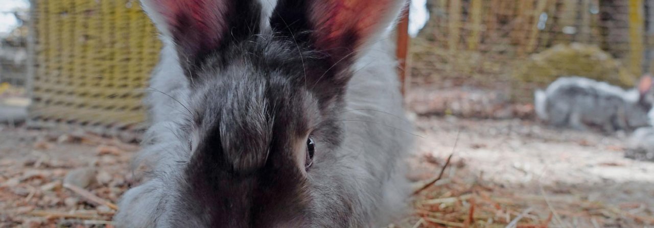 Kaninchen sind neugierig; es liegt an uns, sie vor Gefahren zu schützen.
