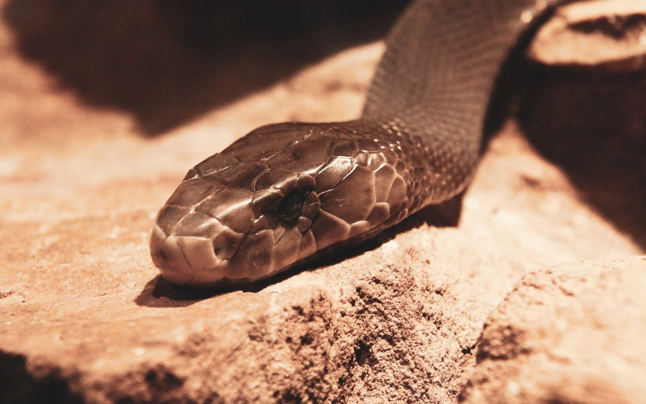 Die schwarze Mamba ist die giftigste Schlange auf dem Kontinent Afrikas.