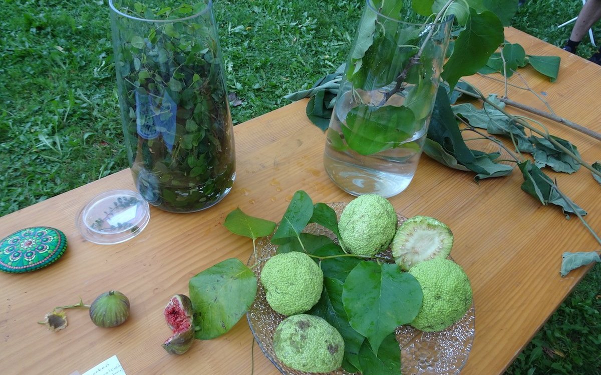 Durch Edith Zemp vom Botanischen Garten der Universität Basel zusammengestellte Blätter, Zweige und Früchte von Maulbeergewächsen.