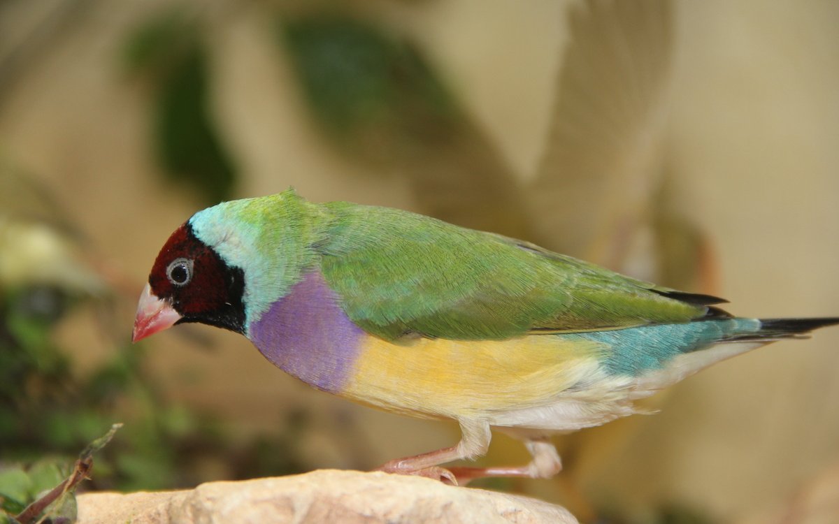 Die australische Gouldamadine landete auf einem Stein. 