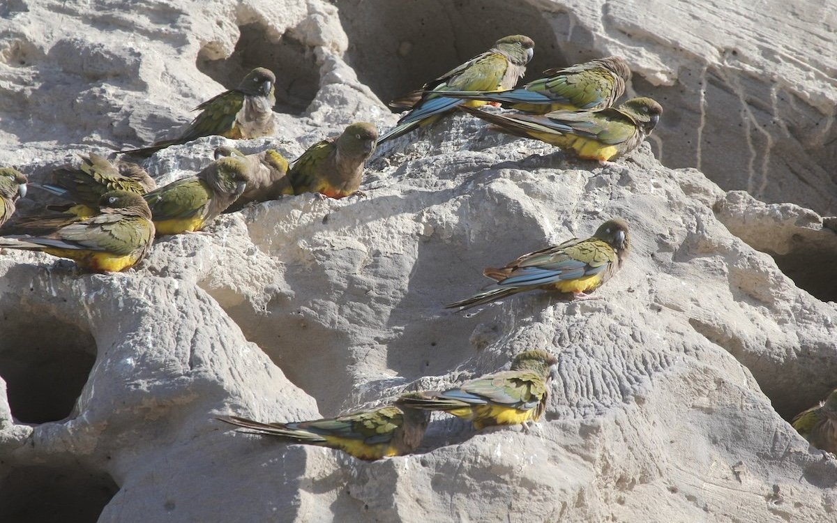 Felsensittiche am Brutfelsen an der Küsten von El Cóndor in Argentinien. 