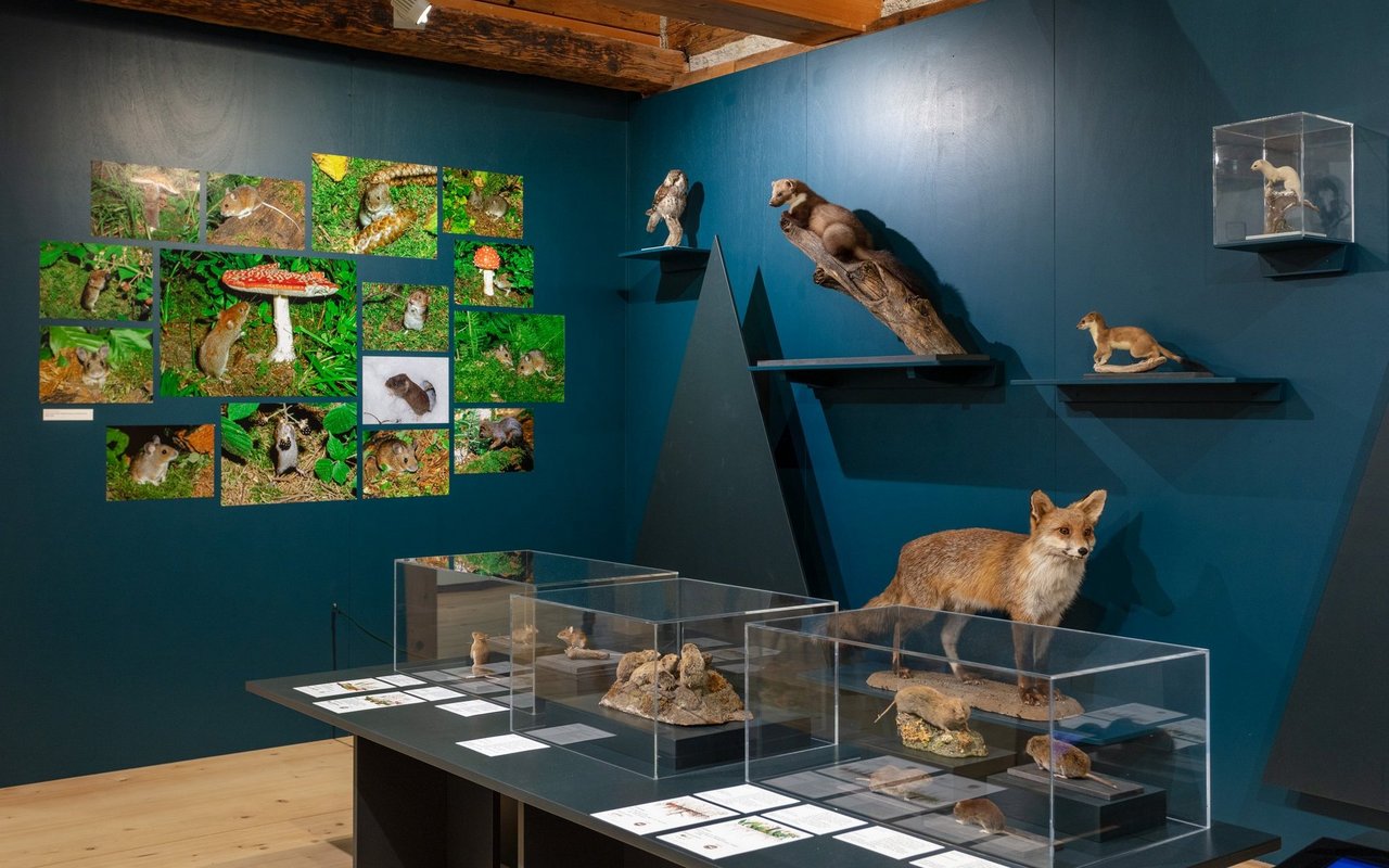 Ein Blick in die kürzlich eröffnete Ausstellung "Die Maus" im Museum Appenzell.