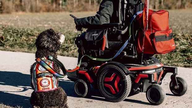Milena und Rocco befinden sich momentan in der Fachausbildung zum Mobilitätshund.