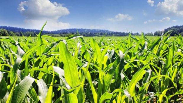 field-pixabay.jpg