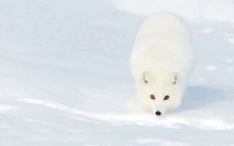 Im Winter trägt der Polarfuchs ein schneeweisses Fell, das ihn in der arktischen Schneelandschaft fast vollständig verschwinden lässt. Im Sommer wechselt er zu einem bräunlich-grauen Fell, das sich der aufgetauten Tundra anpasst. Denselben Trick wenden auch Schweizer Wildtiere wie das Hermelin und der Schneehase an.