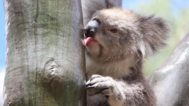 Koala leckt Baumstamm ab und trinkt dabei