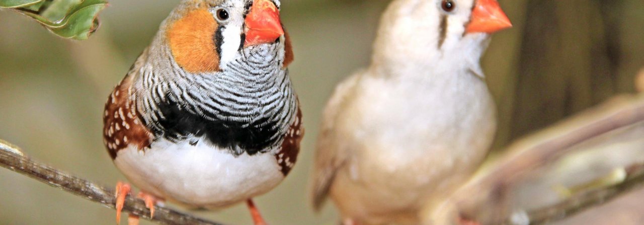 Bei Zebrafinken lassen sich die Geschlechter gut unterscheiden: Das Männchen ist bunt gefärbt, das Weibchen eher schlicht.