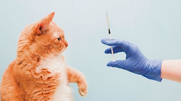 Der Impfstoff gegen Katzenhaarallergie polarisiert.