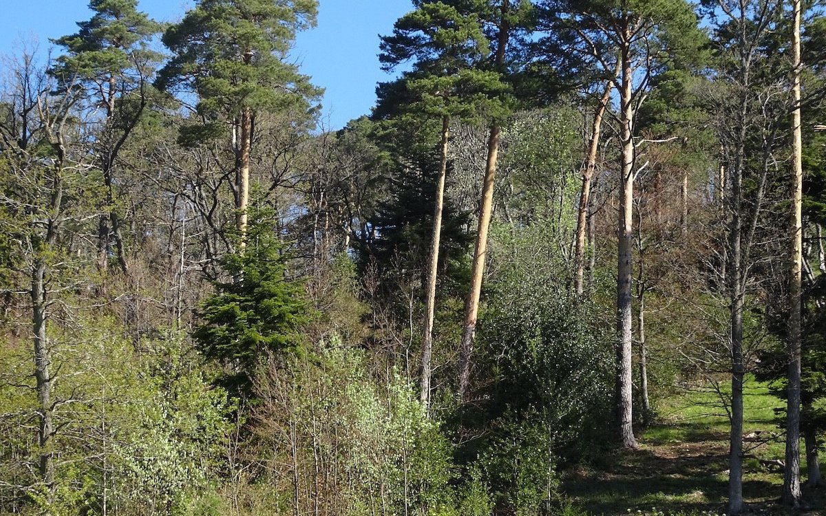 Unterhalb der Belchenfluh im Kanton Baselland wachsen an südlich exponierten Lagen Föhren, an den nördlichen Flanken Rottannen. 