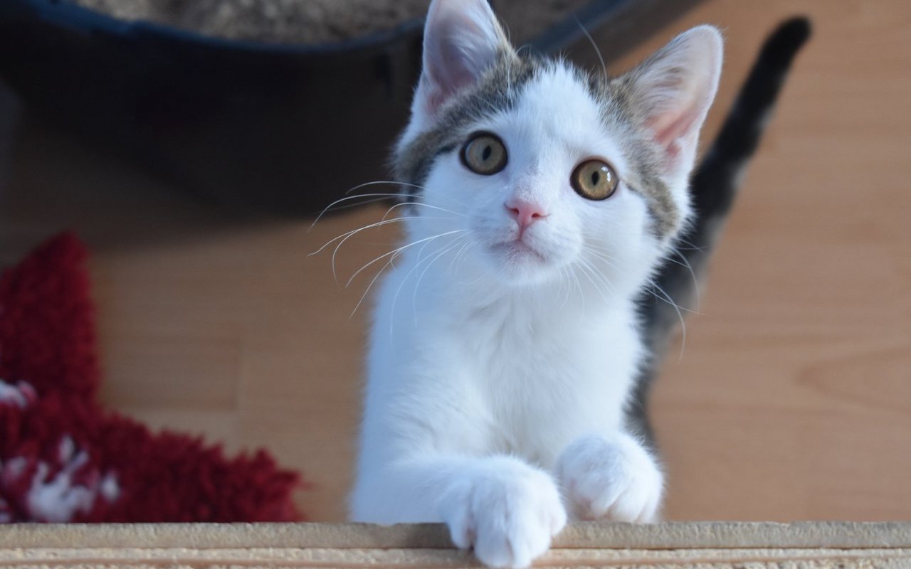 Diese der vierbeinigen Bewohnerinnen des Tierheims Burg.
