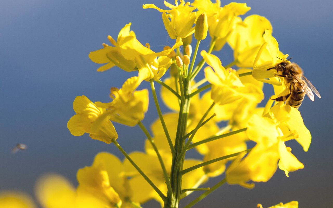 Beim Bestäuben der Pflanzen spielen verschiedene Insekten eine Rolle. 