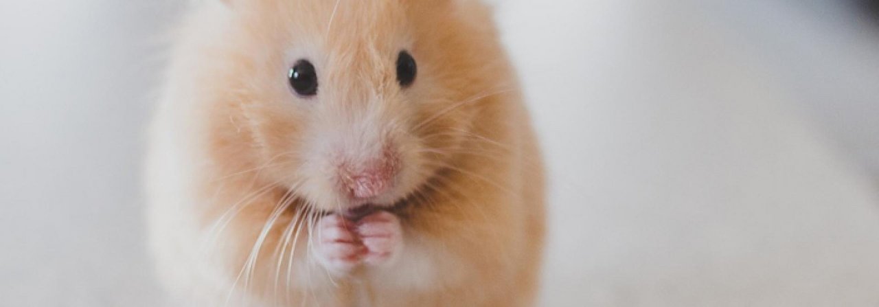 Ein passend eingerichteter Käfig stimmt Hamster optimistisch, sagt eine neue Studie.