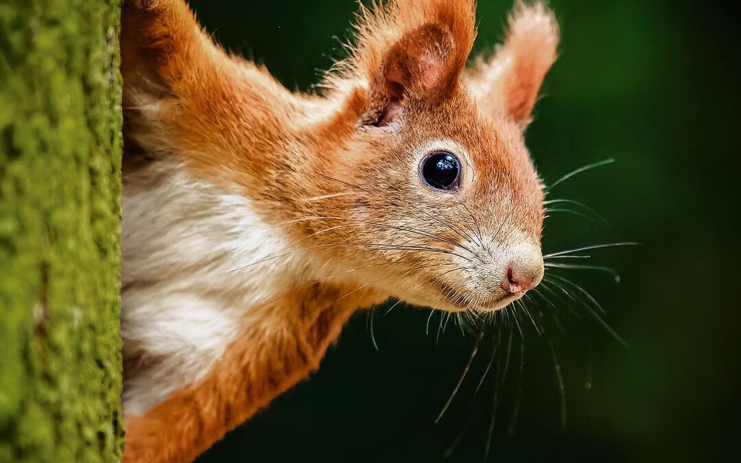 Im Zoo la Garenne werden einheimische Tiere gehalten. Das Eichhörnchen gehört zum Jurawald. 