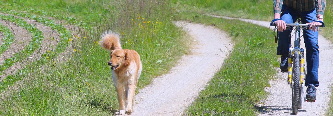Am hundegerechtesten ist es, die Radstrecke so zu wählen, dass der Hund möglichst frei laufen kann.