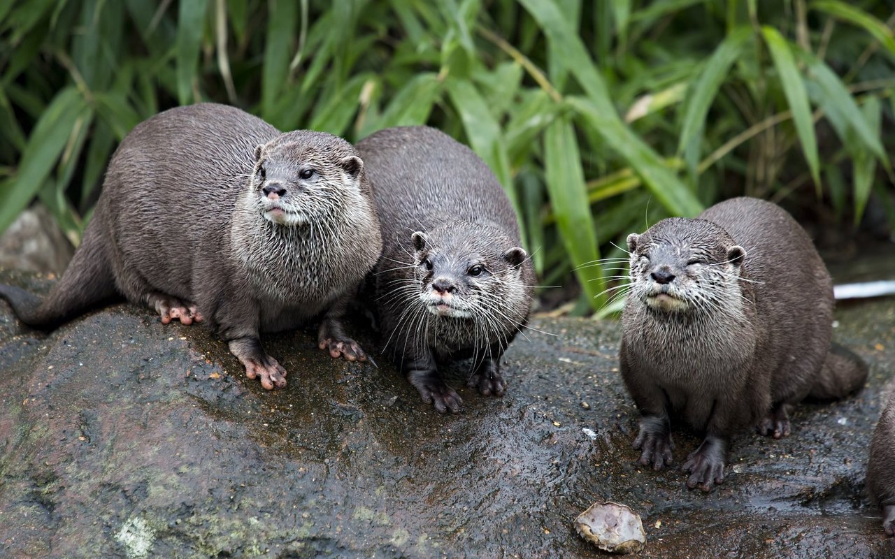 In der Schweiz gibt es nur wenige wilde Fischotter. 