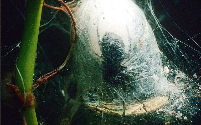 Die Wasserspinne lebt in einem mit Luft gefüllten Netz als einzige Spinnenart unter Wasser.