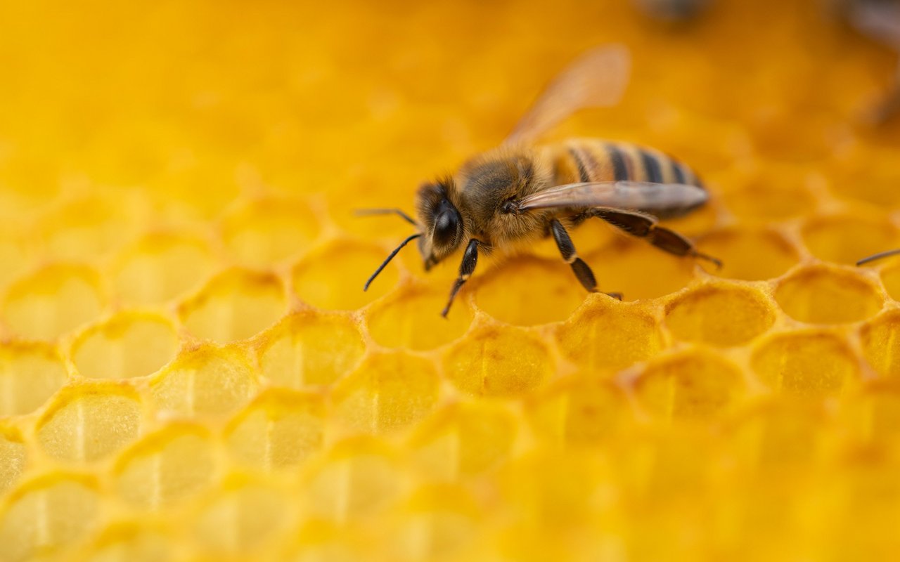 Bienen durchgehen vor dem Schlüpfen eine Metamoprhose.