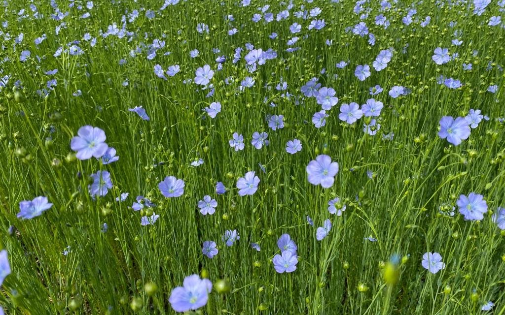 Die Flachsblüten strahlen himmelblau.