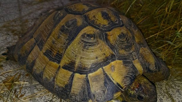 Die Griechische Landschildkröte und der Wellensittich wurden am 31. März im Tierpark Lange Erlen gefunden. Der Betriebsleiter vermutet einen Zusammenhang.