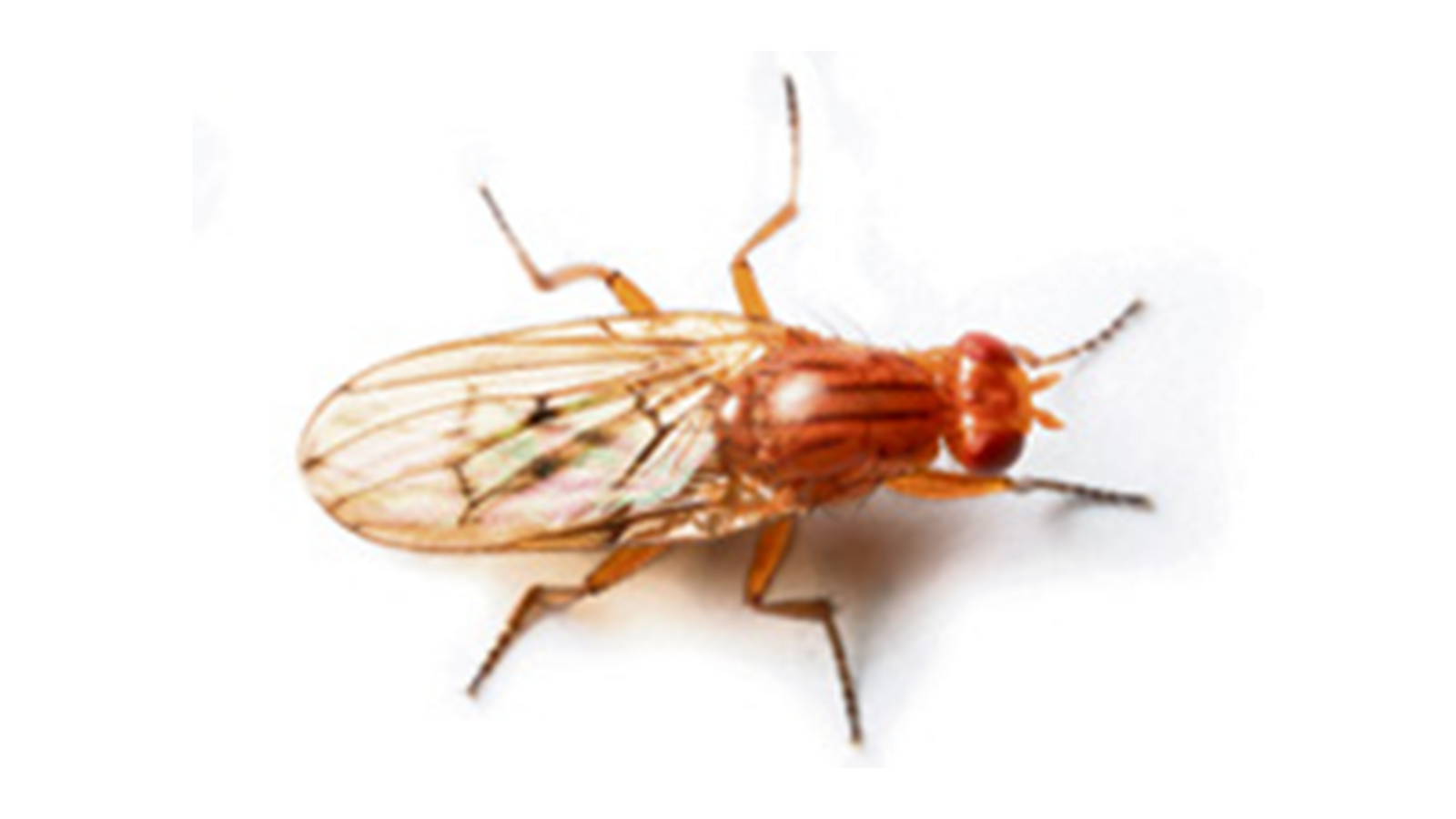 Dungfliegen (Scathophagidae)