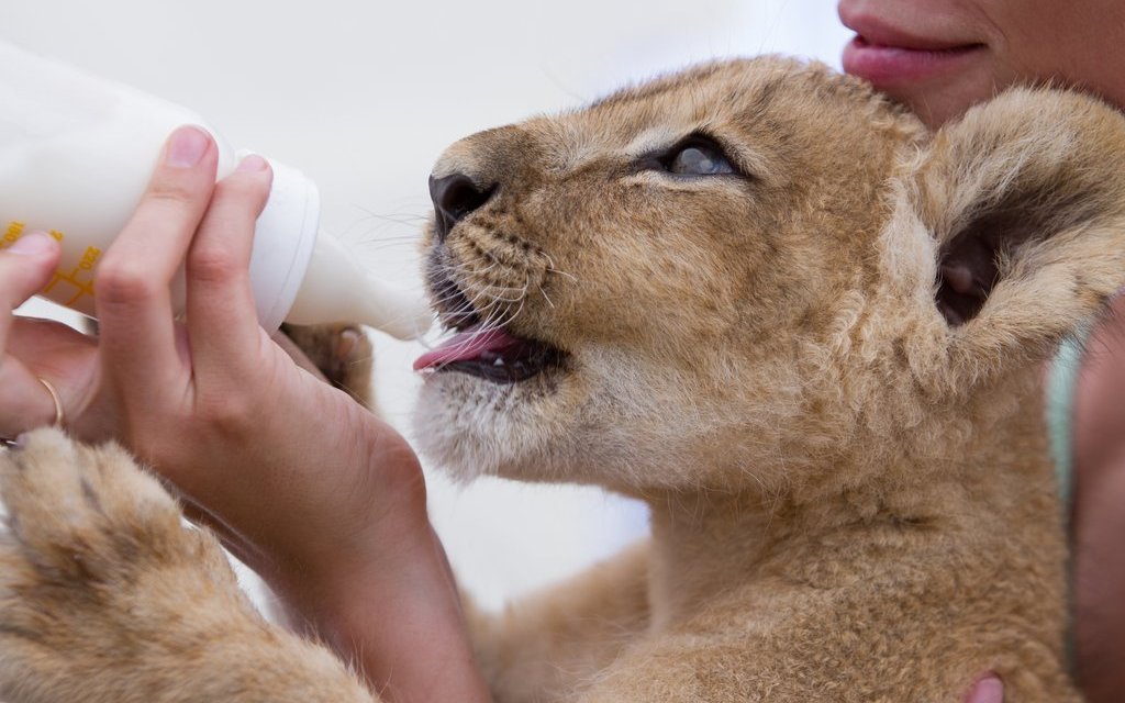 Achtung bei Voluntourismus-Anbietern, die mit dem direkten Kontakt von Wildtieren werben, zum Beispiel mit dem Aufpäppeln von Löwenbabys. Meistens handelt es sich dabei nicht um Tierschutz, sondern um Geldmacherei. 