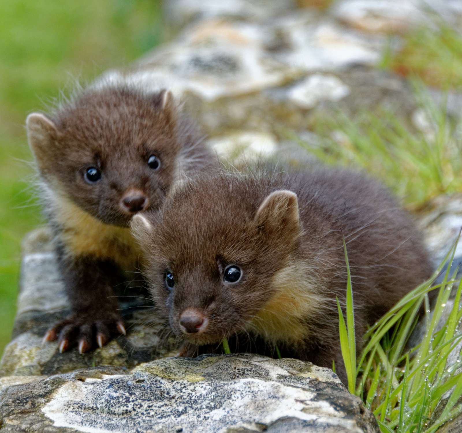 Baummarder,Marder,Schweiz,Natur,Tier,Martes martes,Edelmarder,Nachtaktiv  *** Ortsüberschrift *** Martes martes, Tier, nachtaktiv, Natur, Marder  Stockfotografie - Alamy