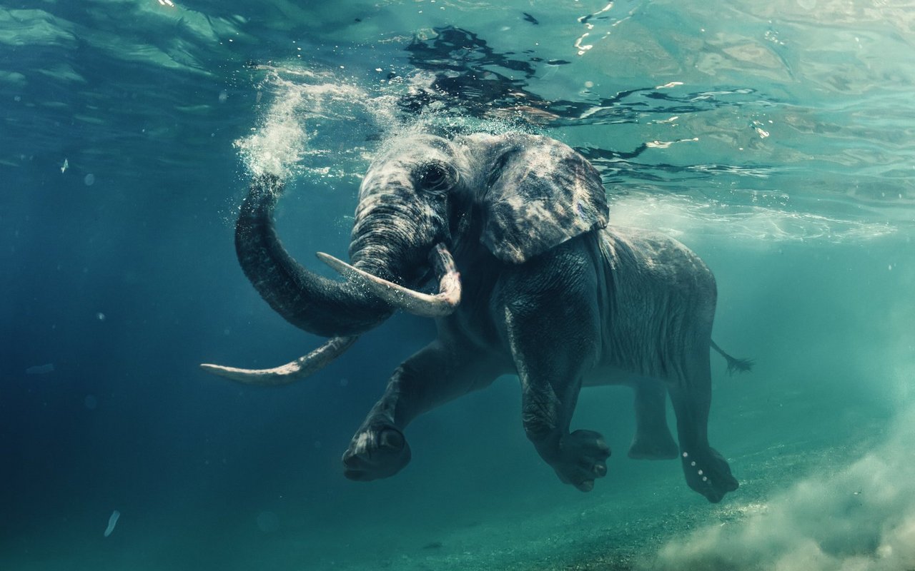 Auch Elefanten können sich problemlos im Wasser bewegen. 