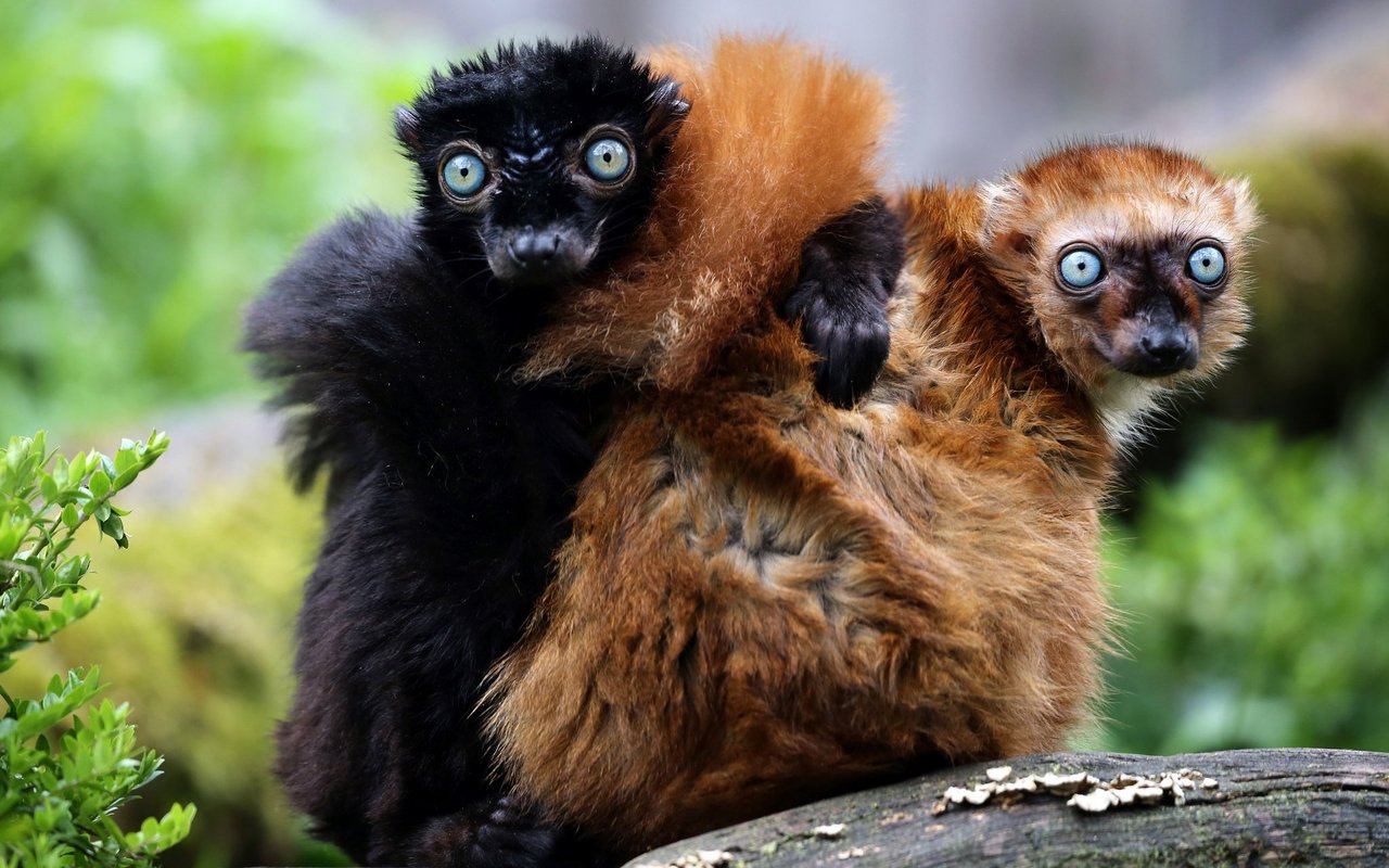 Die Männchen und Weibchen sind aufgrund ihrer Farbe klar zu unterscheiden. 