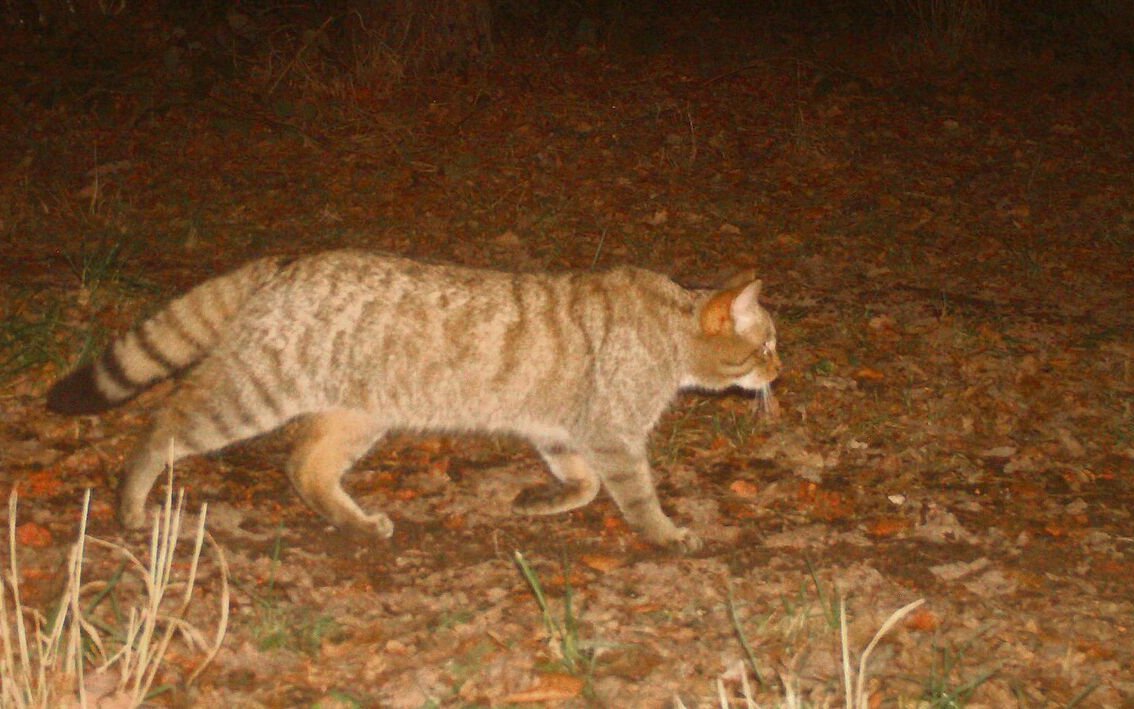 Anhand des individuellen Fellmusters können Wildkatzen auf Fotos eindeutig identifiziert werden.