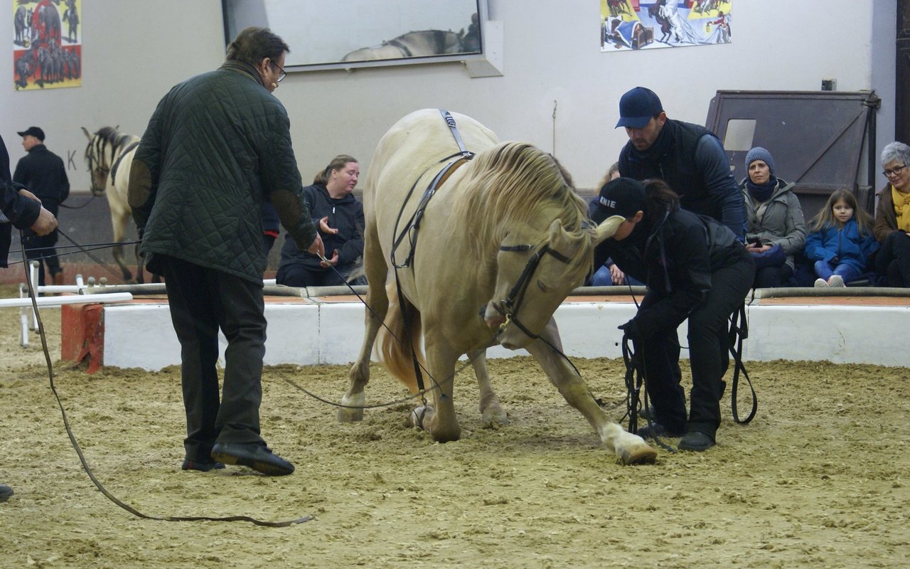 Beim Workshop wird erklärt, auf welche Signale die Pferde achten. 