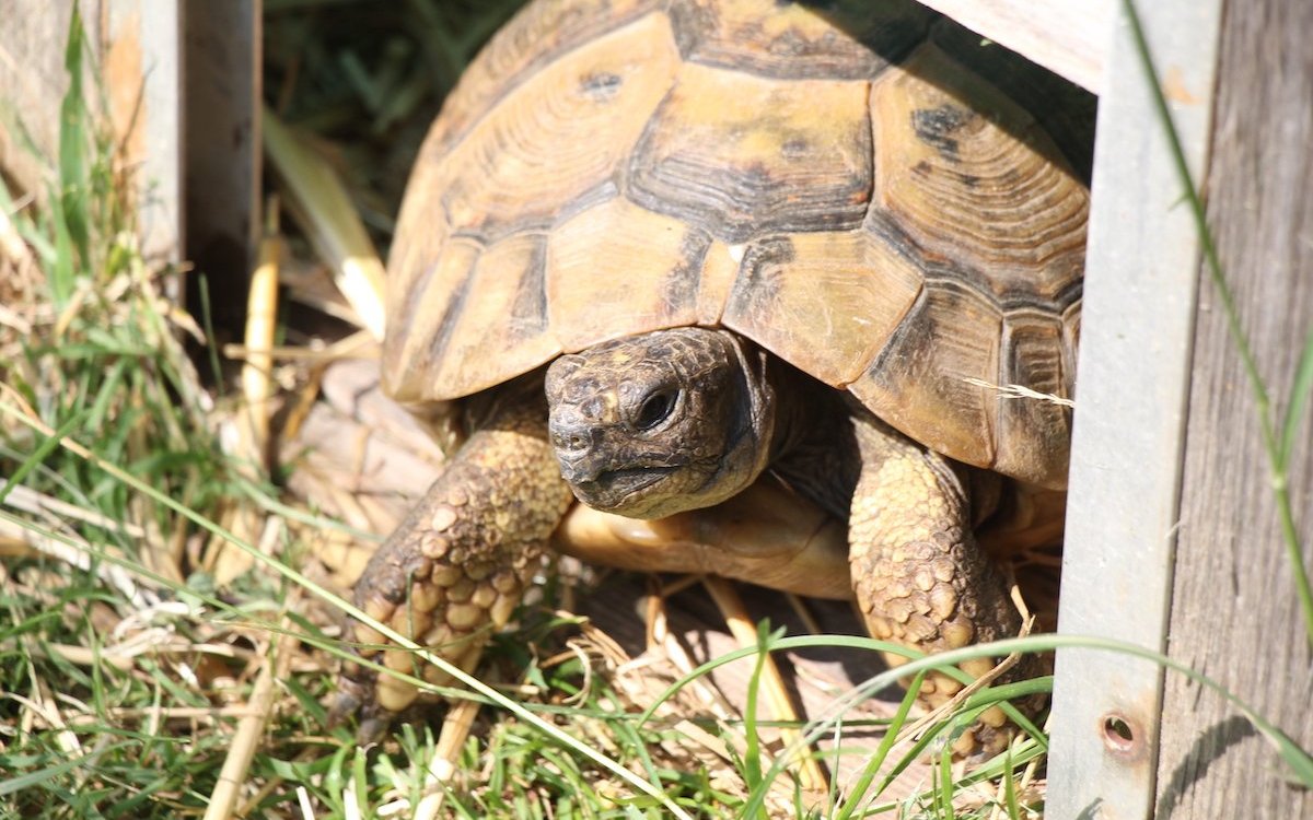 Griechische Landschildkröten sollten von einer Auffangstation bezogen werden. 