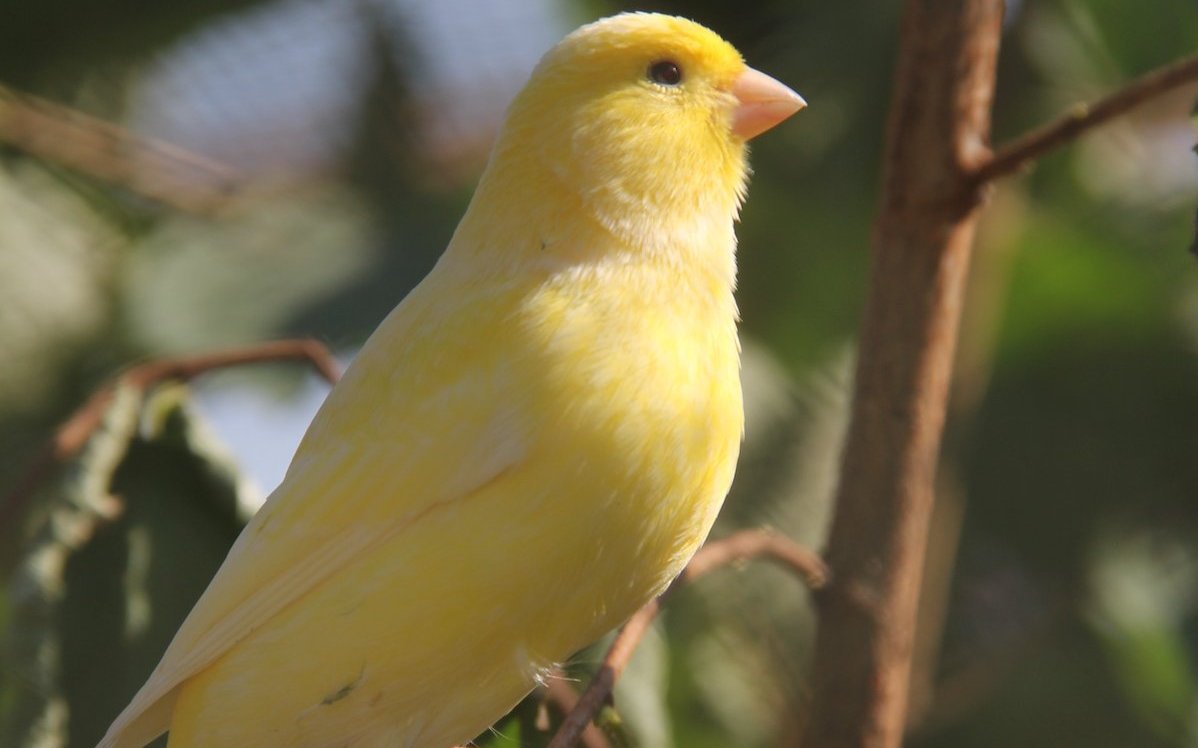 Wichtig ist, dass dieser Kanarienvögel sich auch an senkrechten, natürlichen Ästen festklammern kann. 