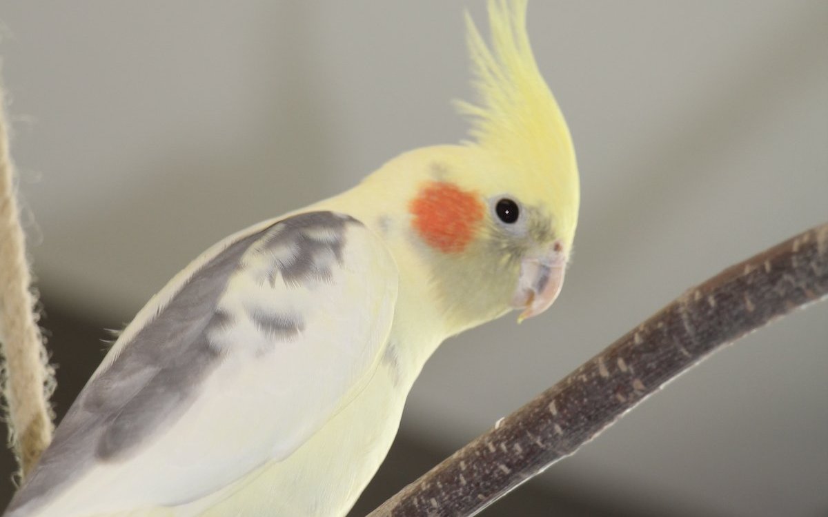 Auch dieser Nymphensittich wartet im Tierzentrum Bern auf einen neuen Besitzer. 