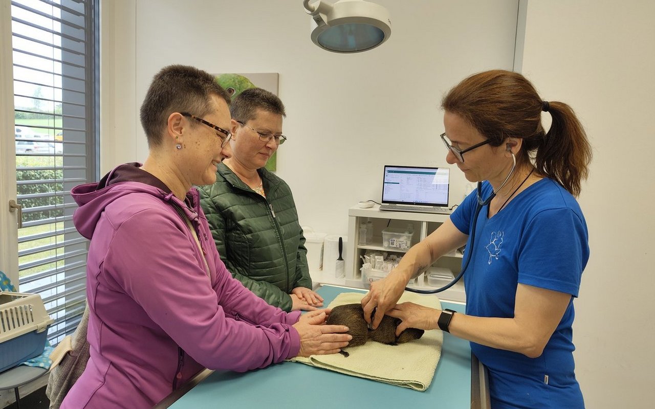 Wo drückt der Schuh? Isabelle Zulauf bei der Sprechstunde mit den Halterinnen von Meerschweinchen. 