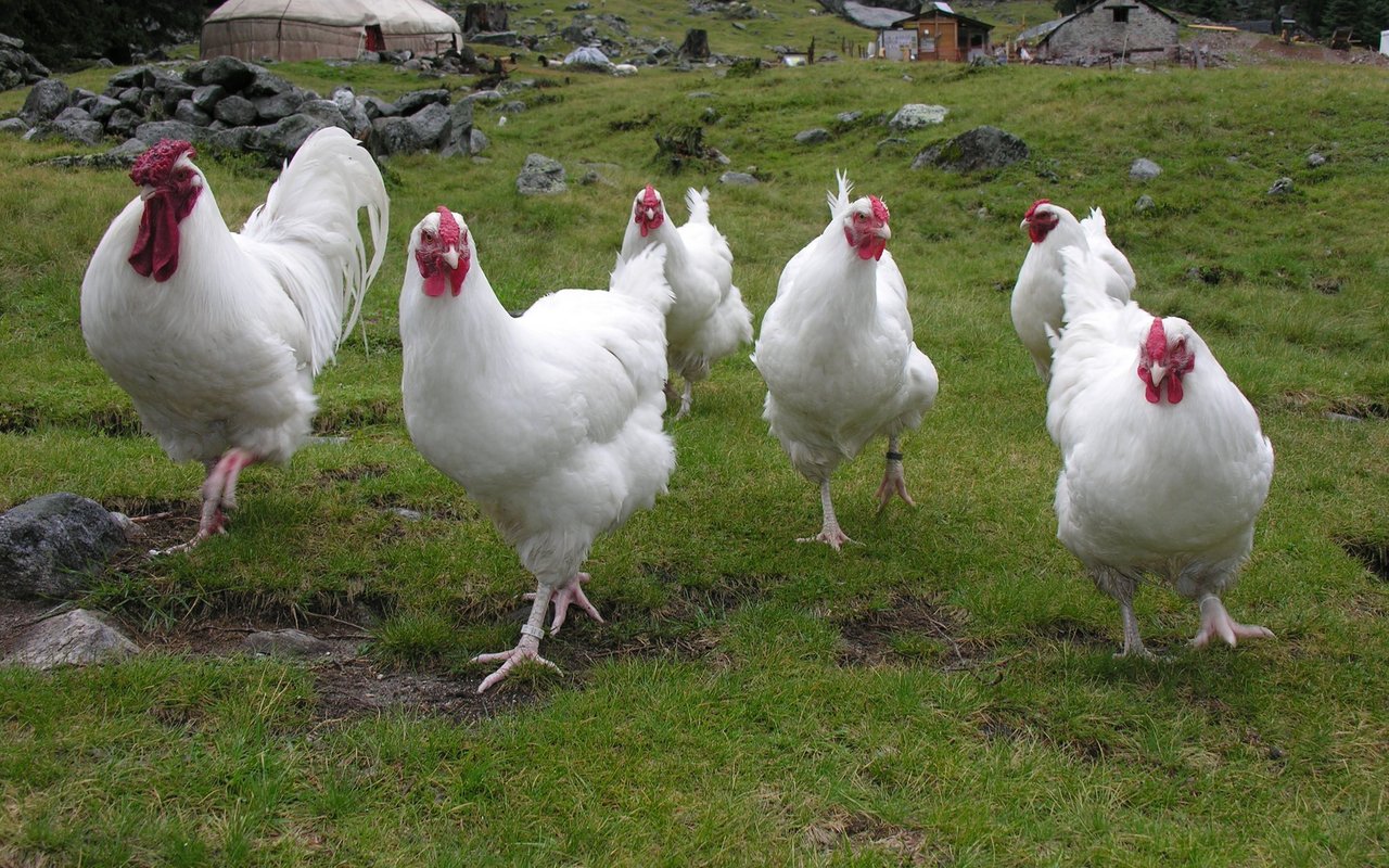 Schweizerhühner werden hauptsächlich in der Deutschschweiz gezüchtet.