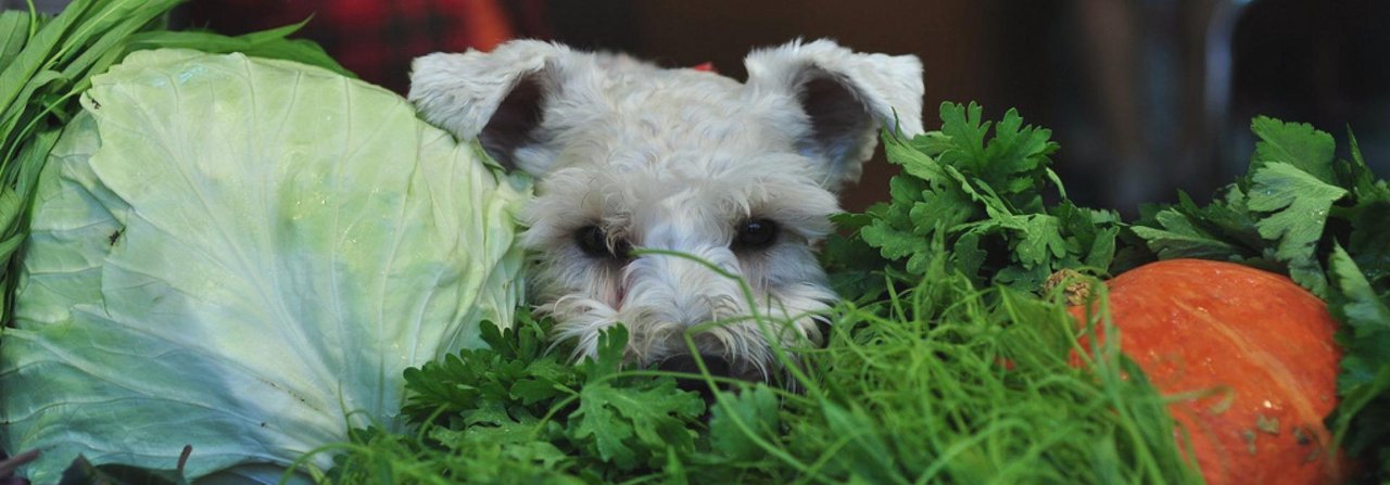 Manche Hunde erhalten Gemüse statt Fleisch. Ob das sinnvoll ist, darüber scheiden sich die Geister.