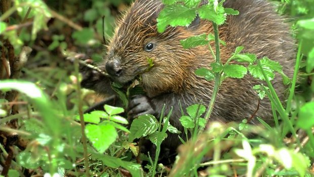 Die Rueckkehr der Biber Naturfilm