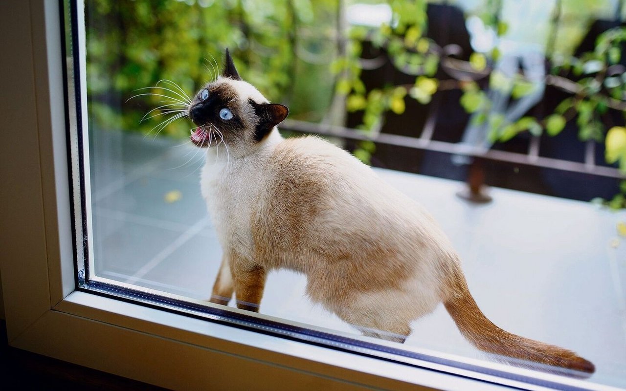 Eine Katze wartet vor der Balkontür. 