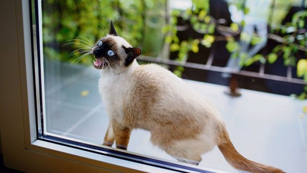 Katze vor Balkontür