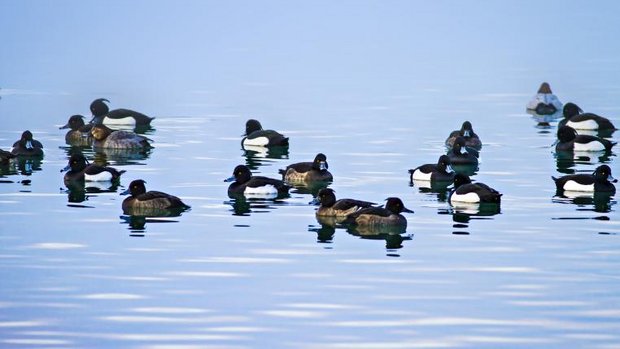 Trupp Reiherenten schwimmt auf See